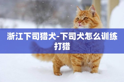 浙江下司猎犬-下司犬怎么训练打猎